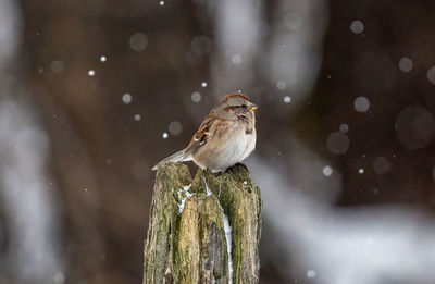 Red poll in winter on wood