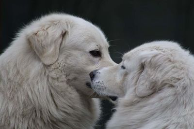 Close-up of dog