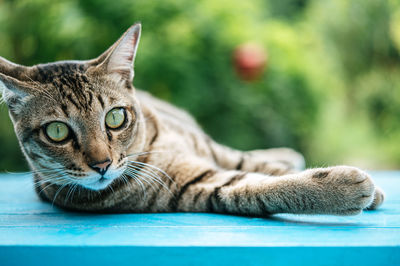 Close-up portrait of a cat