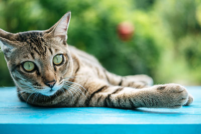 Close-up of tabby cat sitting on table against plants outdoors