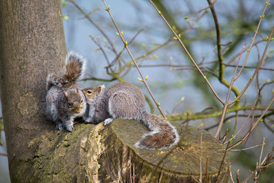 Squirrels on tree