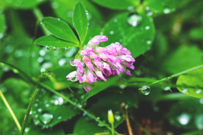 Close-up of water drops on pink flower