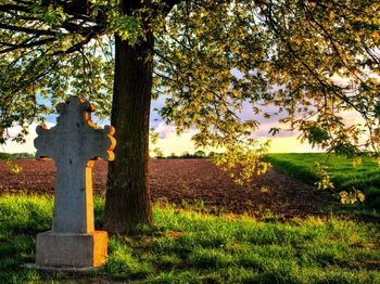 Trees growing on field