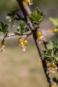 Close-up of fruit growing on tree