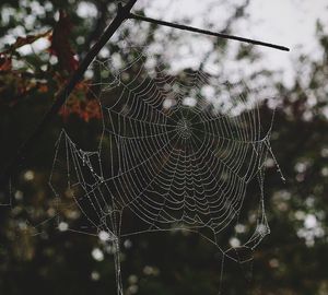 Close-up of spider on web