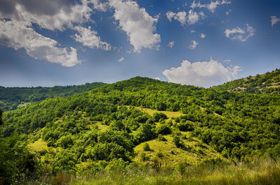 Scenic view of trees growing on field against sky