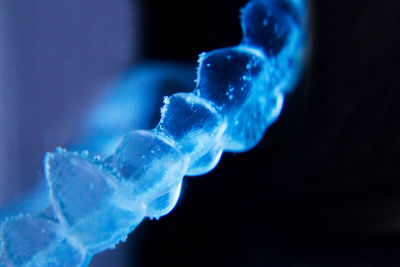 Close-up of jellyfish against blue background