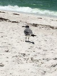 Bird on beach