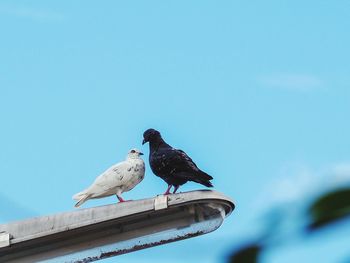 Low angle view of birds perching on roof against sky