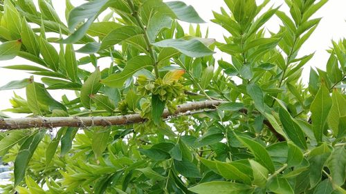 Close-up of green lizard on tree