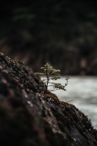 Close-up of lizard on tree trunk