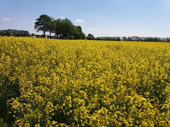 Scenic view of oilseed rape field against sky