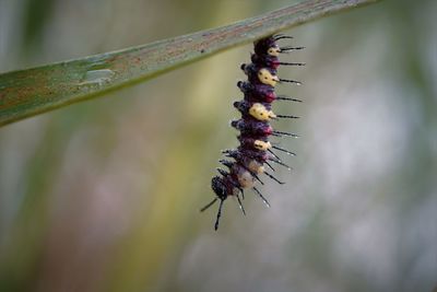 Close-up of a leopard lacewing caterpillar on plant