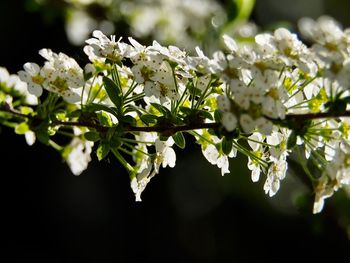 Close-up of white flowering plant