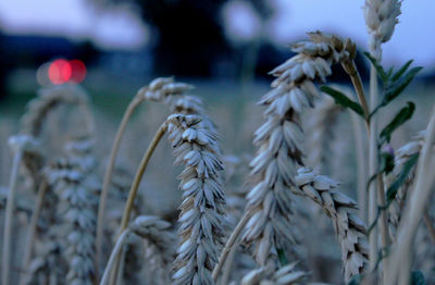 Close-up of crops on field