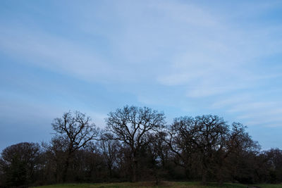 Low angle view of trees on field against sky