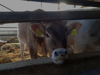 Cows standing in pen