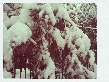 Snow covered tree trunk