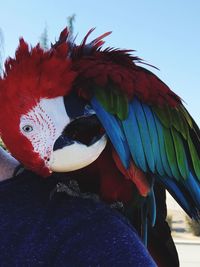 Multi colored feather on umbrella against sky