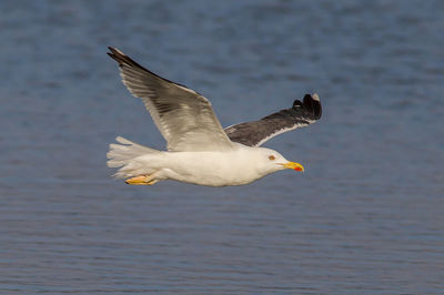 Seagull flying over sea