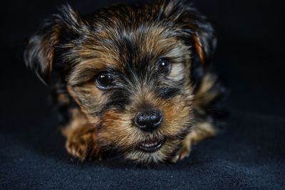 Close-up of puppy