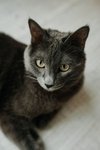 Close-up portrait of cat