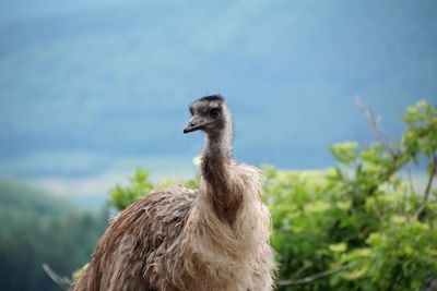 Close-up of emu on rock against sky