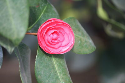 Close-up of red rose