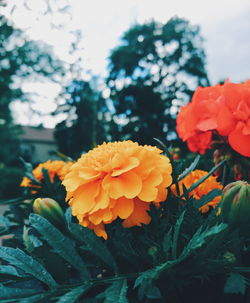 Close-up of orange marigold flowers