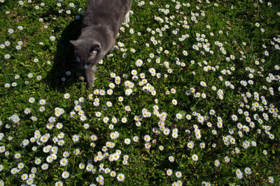 Cat amidst flowering plants