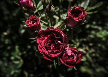 Close-up of pink rose