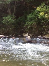 Scenic view of waterfall in forest