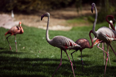 Bird on grass against blurred background