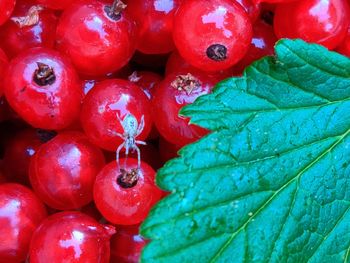 Full frame shot of red currants