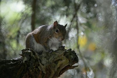 Close-up of squirrel in forest