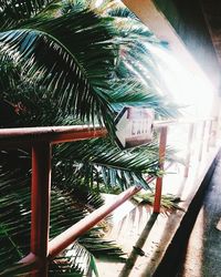 Low angle view of palm tree