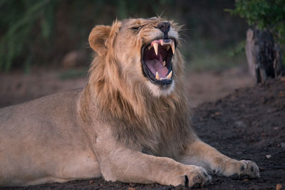 Lion yawning while sitting on field