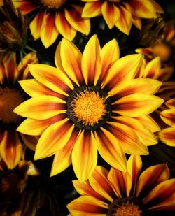 Close-up of yellow flowering plants