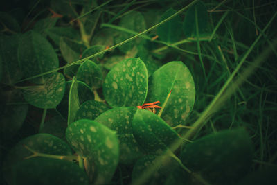 High angle view of insect on leaf