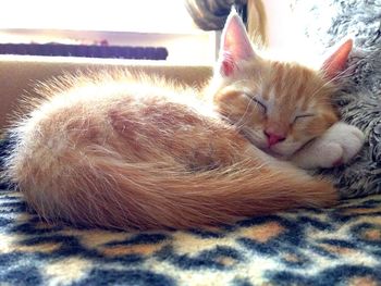 Close-up of cat sleeping