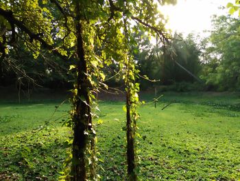 Trees on field against sky