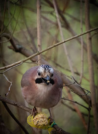 Close-up of bird perching on branch