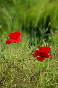 Close-up of red poppy flowers