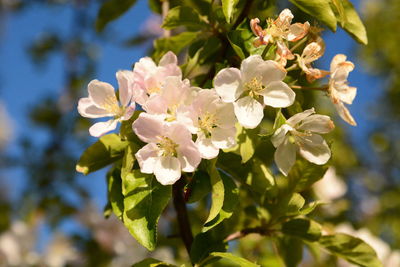 Close-up of cherry blossoms on tree