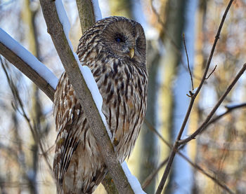 Close-up of owl perching on tree