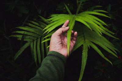 Close-up of hand touching plant at park