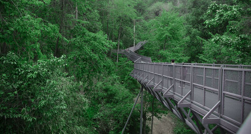People walking on footbridge amidst trees in forest