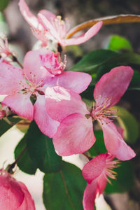 Close-up of pink flowers blooming outdoors