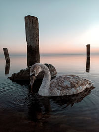 Swan on the bay