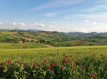 Scenic view of grassy field against sky